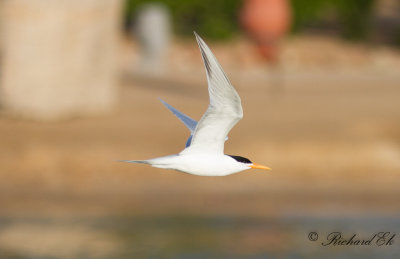 Iltrna - Lesser Crested Tern (Sterna bengalensis)