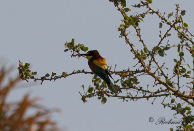 Bitare - European Bee-eater (Merops apiaster)