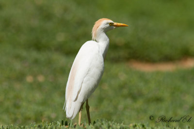 Kohger - Western Cattle Egret (Bubulcus ibis)