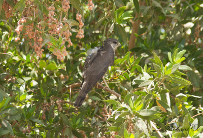 Balkanhk - Levant Sparrowhawk (Accipiter brevipes)