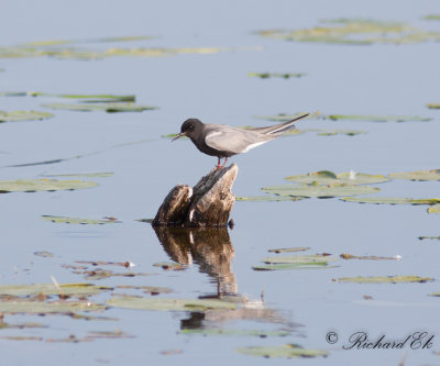 Svarttärna - Black Tern (Chlidonias niger)