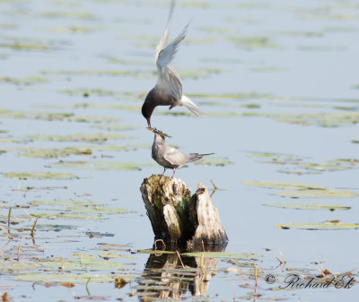 Svarttärna - Black Tern (Chlidonias niger)
