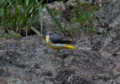 Forsärla - Grey Wagtail (Motacilla cinerea)