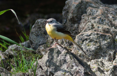Forsärla - Grey Wagtail (Motacilla cinerea)
