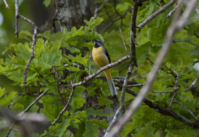 Forsrla - Grey Wagtail (Motacilla cinerea)