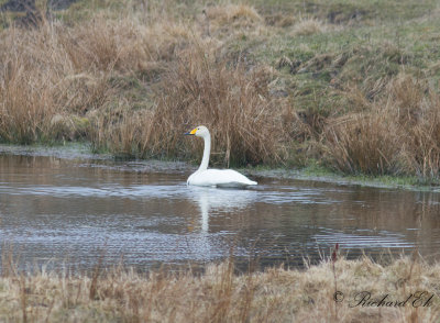 Sångsvan - Whooper Swan (Cygnus cygnus)