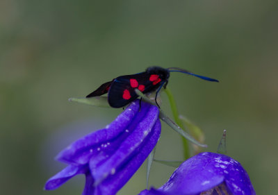 Bredbrmad bastardsvrmare - Narrow-bordered Five-spot Burnet (Zygaena lonicerae)