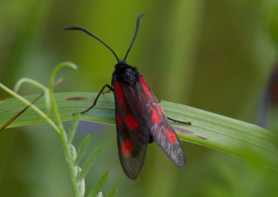 Bredbrmad bastardsvrmare - Narrow-bordered Five-spot Burnet (Zygaena lonicerae)