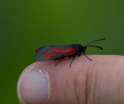 Smalsprötad bastardsvärmare - Zygaena osterodensis (Zygaena osterodensis)