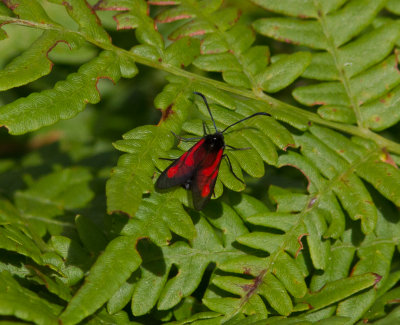 Smalsprtad bastardsvrmare - Zygaena osterodensis (Zygaena osterodensis)