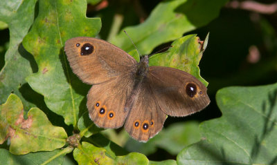 Vitgrsfjril - Large Wall brown (Lasiommata maera)