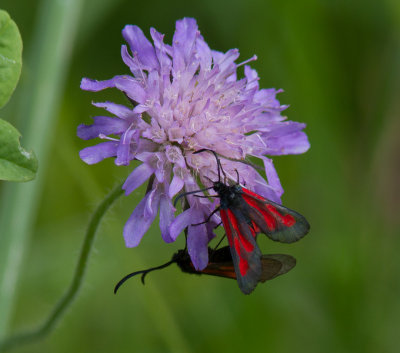 Smalsprtad bastardsvrmare - Zygaena osterodensis (Zygaena osterodensis)