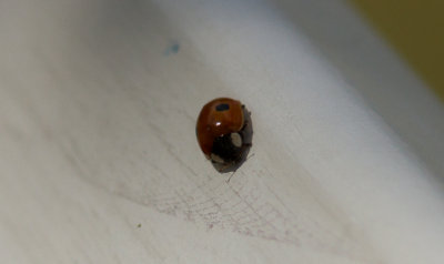 Tvprickig nyckelpiga (Adalia bipunctata)