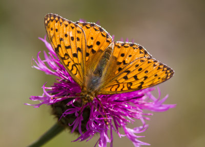 Silverstreckad prlemorfjril - Silver-washed Fritillary (Argynnis paphia)