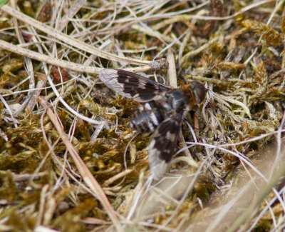 Vitflckig svvfluga - Mottled bee-fly (Thyridanthrax fenestratus)