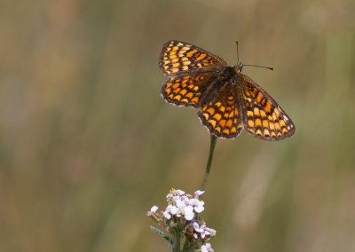 Skogsntfjril - Heath Fritillary (Melitaea athalia)