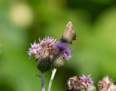 Almsnabbvinge - White-letter hairstreak (Satyrium w-album)