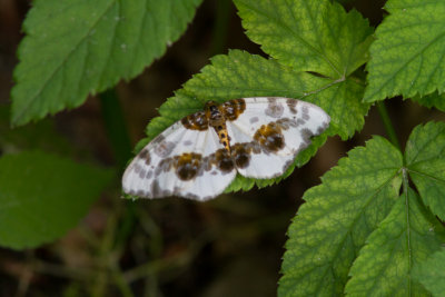 Almflckmtare - Clouded Magpie (Abraxas sylvata)