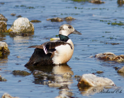 Alförrädare - Steller's Eider (Polysticta stelleri)