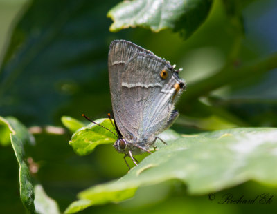 Eksnabbvinge - Purple Hairstreak (Favonius quercus)