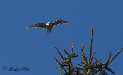 Hökuggla - Northern Hawk-owl (Surnia ulula)