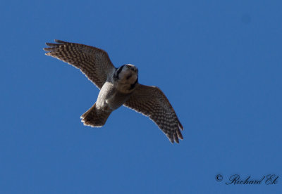 Hökuggla - Northern Hawk-owl (Surnia ulula)