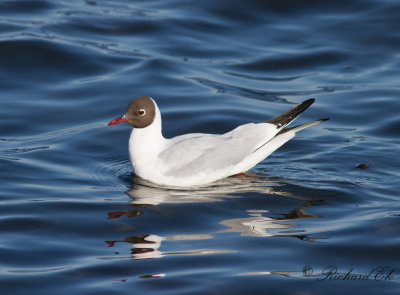 Skrattmås - Black-headed Gull (Larus ridibundus)