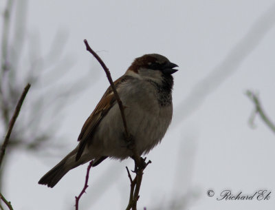 Grsparv - House Sparrow (Passer domesticus)