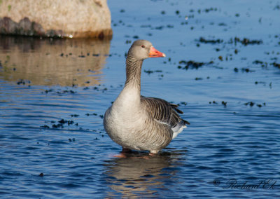 Grgs - Greylag Goose (Anser anser)