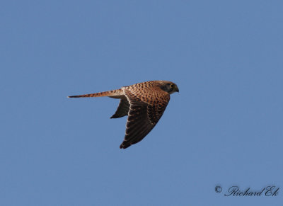 Tornfalk - Common Kestrel (Falco tinnunculus)