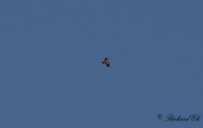 Dvrgrn - Booted Eagle (Aquila pennata)