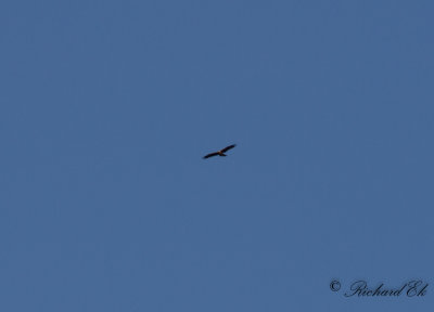 Dvrgrn - Booted Eagle (Aquila pennata)