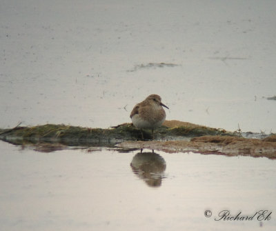 Mosnppa - Temminck's Stint (Calidris temminckii)