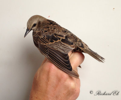 Stare - Common Starling (Sturnus vulgaris)