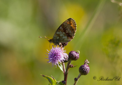 lggrsprlemorfjril - Lesser Marbled Fritillary (Brenthis ino)