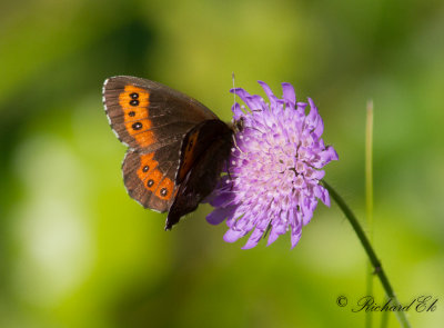 Skogsgrsfjril - Arran brown (Erebia ligea)