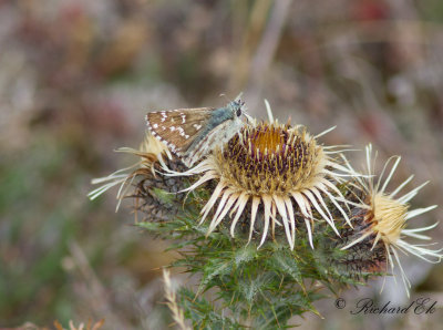 Kattunvisslare - Large grizzled skipper (Pyrgus alveus)