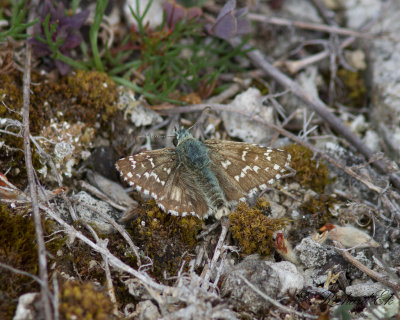 Kattunvisslare - Large grizzled skipper (Pyrgus alveus)