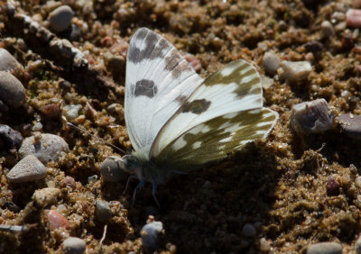 Grnflckig vitfjril - Bath White (Pontia daplidice)