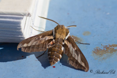Brunsprtad skymningssvrmare - Bedstraw Hawk-Moth (Hyles gallii)