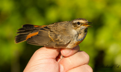 Blåhake - Bluethroat (Luscinia svecica)