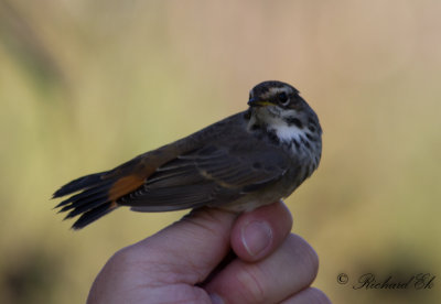 Blåhake - Bluethroat (Luscinia svecica)