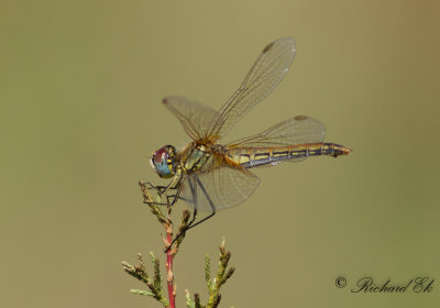 Vandrande ängstrollslända - Red-veined Darter (Sympetrum fonscolombii)