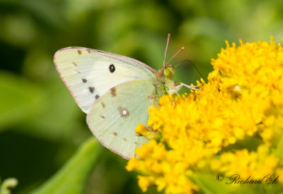 Rödgul höfjäril - Clouded Yellow (Colias croceus)