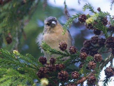 Azorbofink - Azores Chaffinch (Fringilla moreletti)
