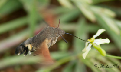 Strre dagsvrmare - Hummingbird Hawk-mouth (Macroglossum stellatarum)