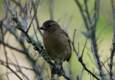 Azorbofink - Azores Chaffinch (Fringilla moreletti)