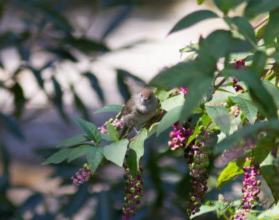 Svarthtta - Blackcap (Sylvia atricapilla gularis)