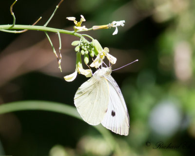 Klfjril - Large White (Pieris brassicae)