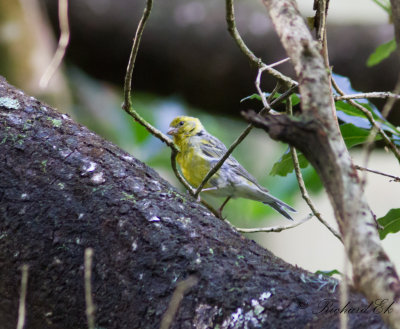 Kanariesiska - Atlantic Canary (Serinus canaria)